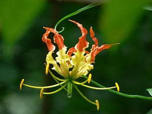 Weird Flowers - 30. Flame lily (Gloriosa superba)