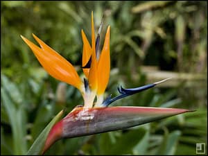 Weird Flowers - 31. Birds of Paradise (Strelitzia)