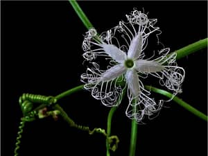 Weird Flowers - 33. Snake Gourd Flower (Trichosanthes cucumerina)