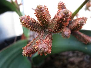 Weird Flowers - 37. Welwitschia (Welwitschia mirabilis)