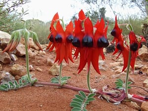 Weird Flowers - 39. Desert Pea (Swainsona formosa)