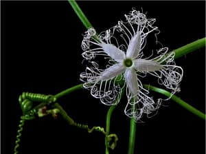 Weird Flowers - 33. Snake Gourd Flower (Trichosanthes cucumerina)