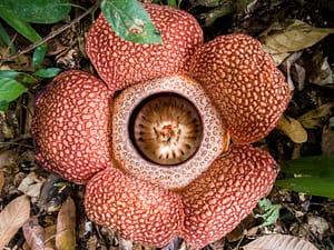 Weird Flowers - 4. Corpse Flower (Rafflesia keithii)