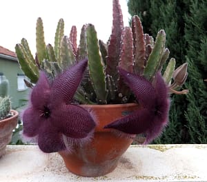 Weird Flowers - 27. Star Flower (Stapelia grandiflora)