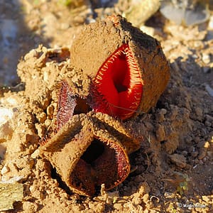 Weird Flowers - 8. Subterranean Plant (Hydnora africana)