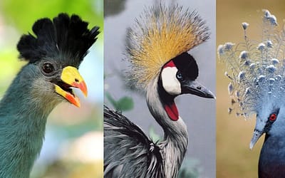 10 Beautifully Crowned Birds