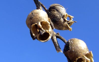 40 Of The World’s Most Weird Flowers