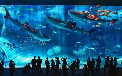 10 Largest Aquariums in the World