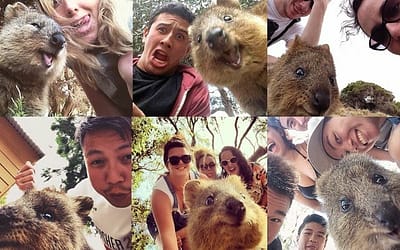 The Genial Quokka “The Happiest Animal In The World”