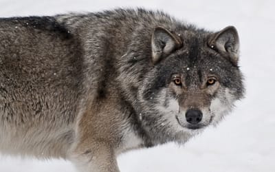 5 Interesting Facts About The Grey Wolf