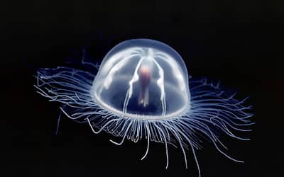 72 Surreal Jellyfishes Who Look Like Are Out Of This World