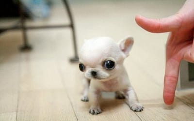 27 Teeny Tiny Puppies Who Will Make You Wriggle With Cuteness