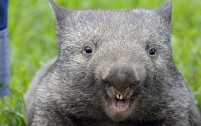 Meet Patrick, the ‘oldest’ and ‘biggest’ wombat in the world