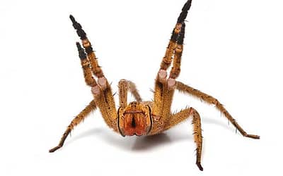 Brazilian Wandering Spider