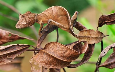 Amazing Animals With Ninja-Like Camouflage