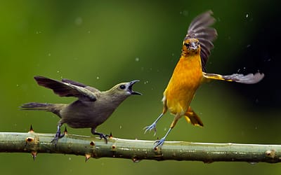 70 Silly GIFS of animals being jerks