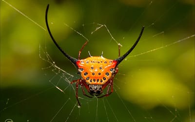 Long-Horned Orb-Weaver Spider