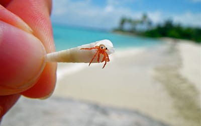 23 Mind-Blowing Animal Pictures