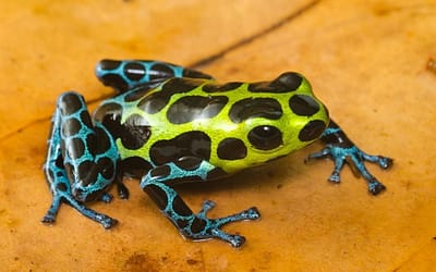 Most Poisonous Frogs in the World