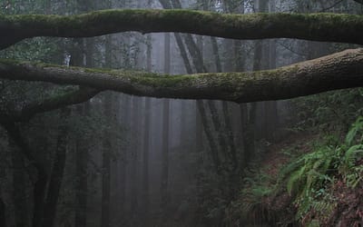 When the Woods Are Scary