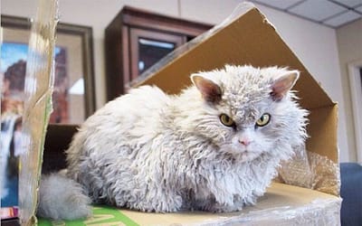 Albert, The Sheep-Cat With Permanent Angry Face