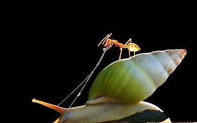 Incredible Photos Of Animals Riding On The Back Of Other Animals