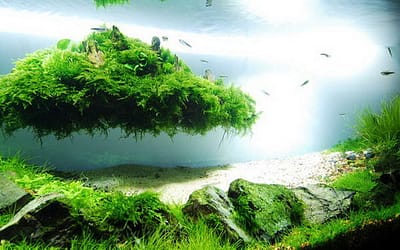 Beautiful Aquascaping Photo Collection