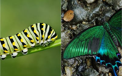 19 Before and After Photos of Butterfly and Moth Transformations