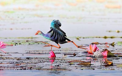 22 Colorful Wildlife Photography by Sompob Sasismit