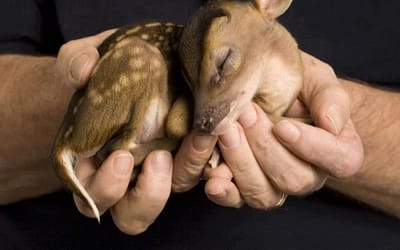 Adorable  Baby Animals