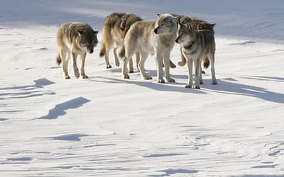 World of the Wolf – Gray wolf