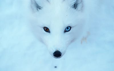 25 Amazing Animals With Different Colored Eyes or Heterochromia