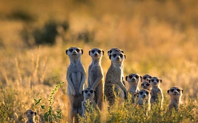 21 Adorable Animal Family Portraits