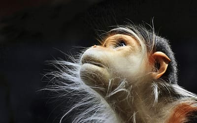Incredibly Expressive Monkey Photography