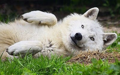 Wolves Turn Into Adorable Puppies For Belly Rubs