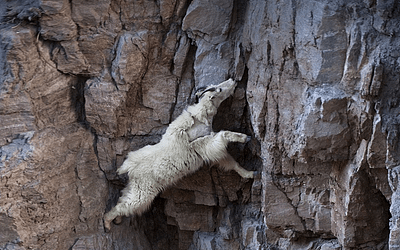 Crazy Living on the Edge Goats