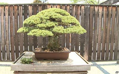 400-Year-Old Bonsai Survived Hiroshima Bombing
