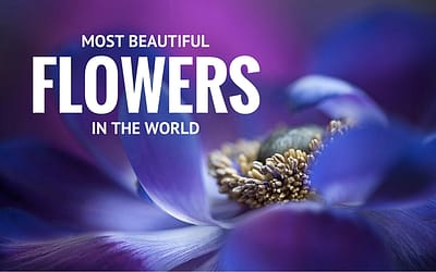 32 Most Beautiful Flowers In The World