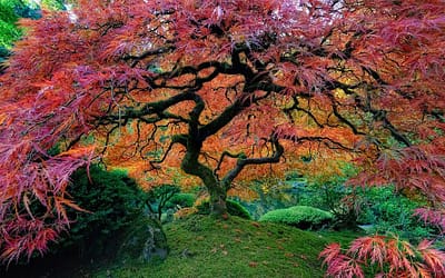 50 of The Most Beautiful Trees In The World
