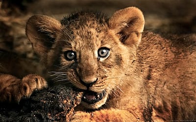 25 Magnificent Pictures of LIONS