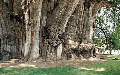 The Oldest, Tallest, Widest and Biggest Trees in the World