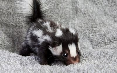 Cute Baby Animals