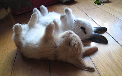 The Cutest Bunnies Ever