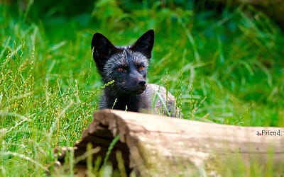 The Unique Beauty Of Black Foxes