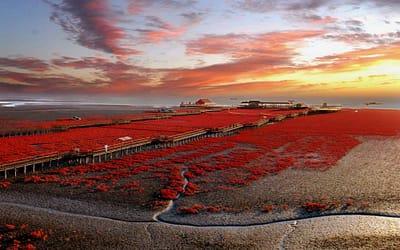 The Red Beach in China
