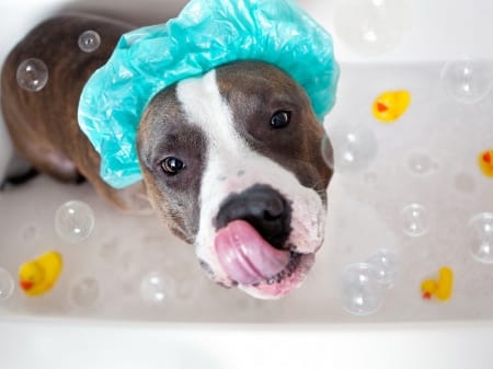 Funny Dogs Just Dont Want To BathDogs Just Dont Want To Bath 3