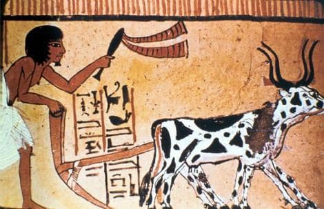 6 Ancient Egyptian Inventions we still use today - First Ox-Drawn Plows