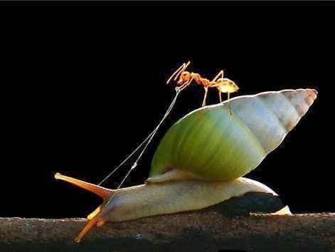 Incredible Photos Of Animals Riding On The Back Of Other Animals