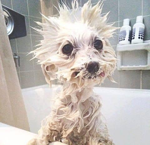 Funny Dogs Just Dont Want To Bath 2