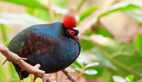 Beautifully Crowned Birds - 3. Crested Partridge